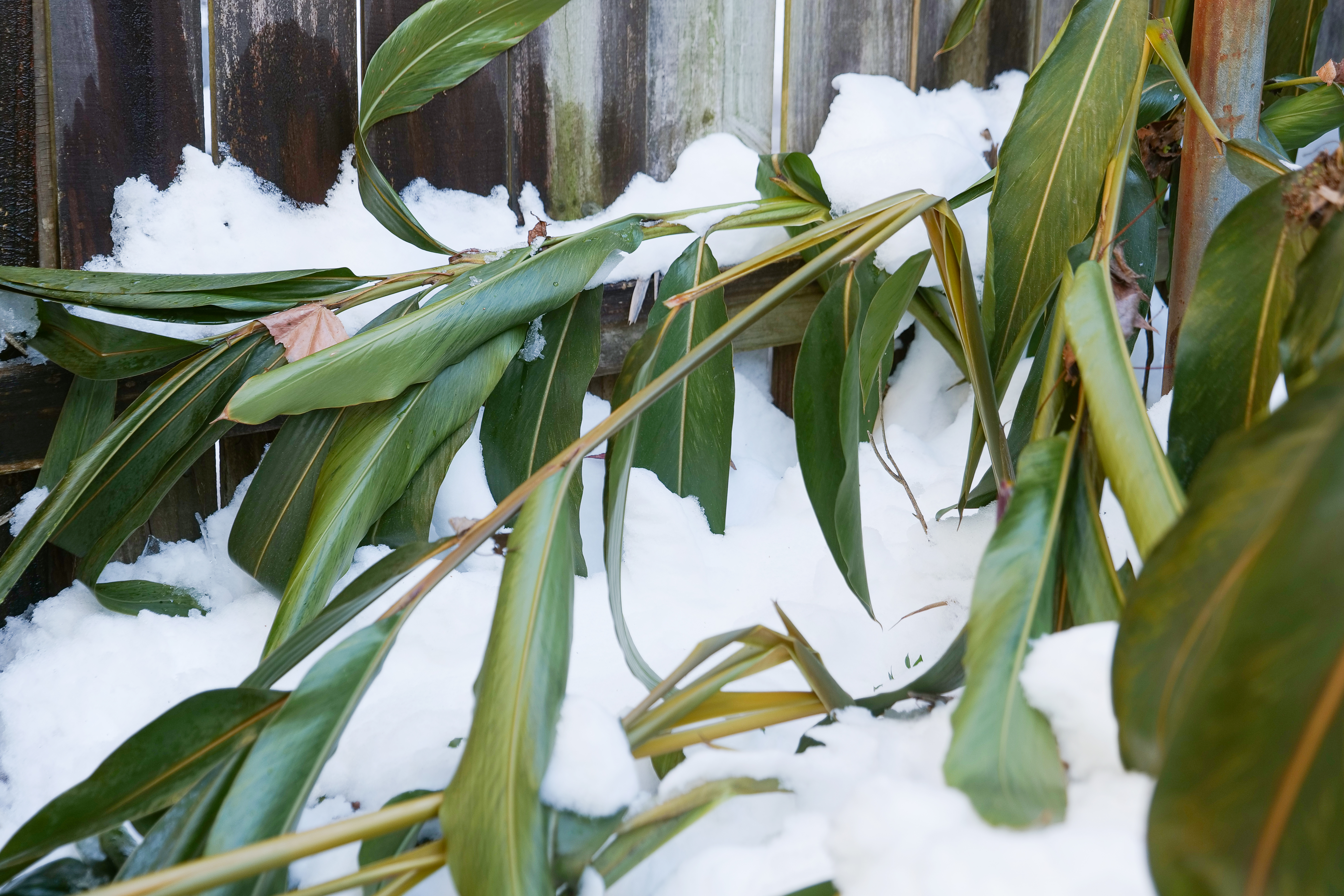 Plant with green leaves in the snow.